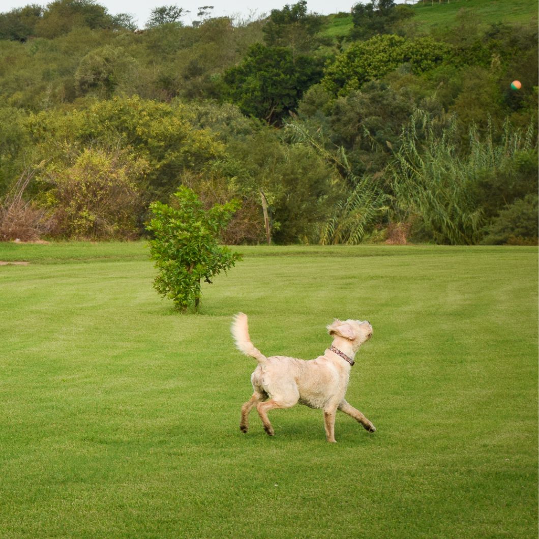 Fleckvieh pet friendly